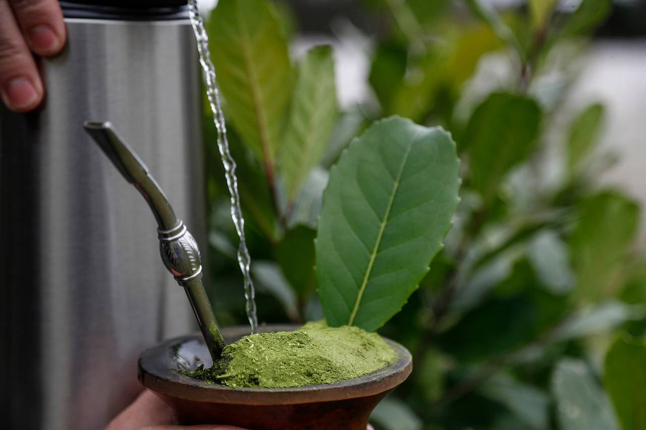 Erva-Mate